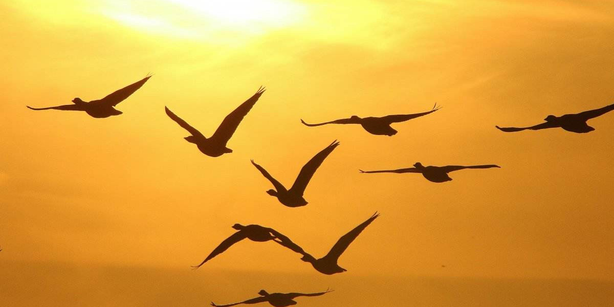 The Final Chapter: Diamondbacks' Improbable Run Ends in San Diego