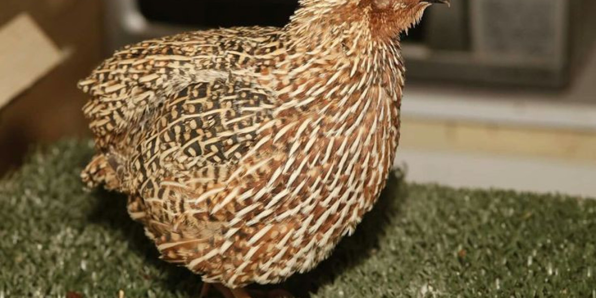 Quelle est la taille de la Caille Jumbo par rapport à la caille standard ?