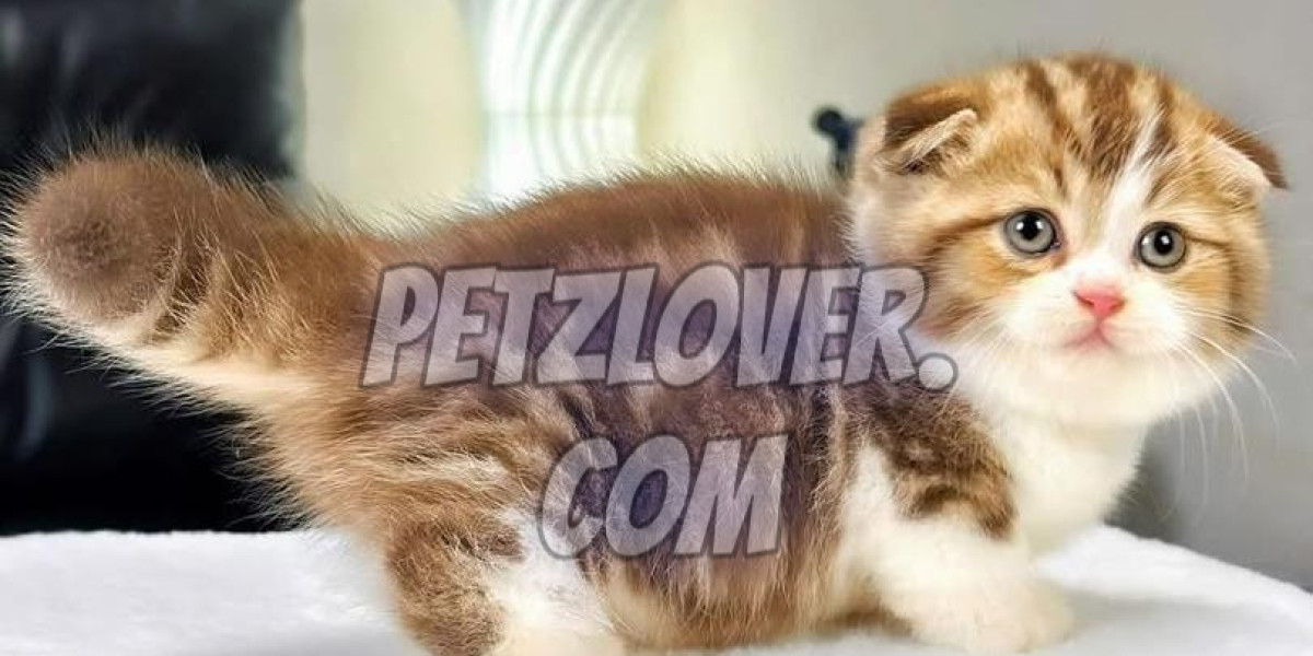 Find Your Next Pet with Confidence: Trusted Pets for Sale on PetzLover