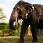 Elejungle Ride Profile Picture