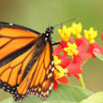 Nova Sky Profile Picture