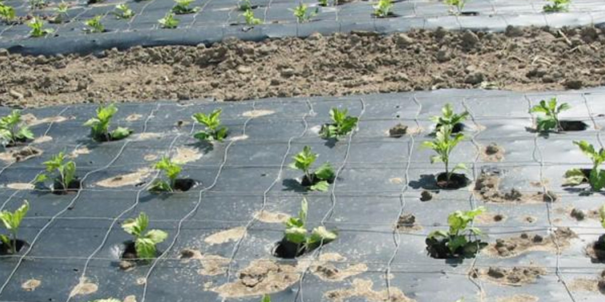 Mulch Film: Revolutionizing Sustainable Agriculture and Horticulture
