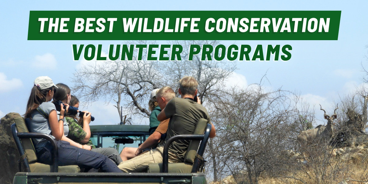 Wildlife Conservation Trips: A Meaningful Alternative to Traditional Holidays
