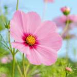 ruchikachitrabanu Profile Picture