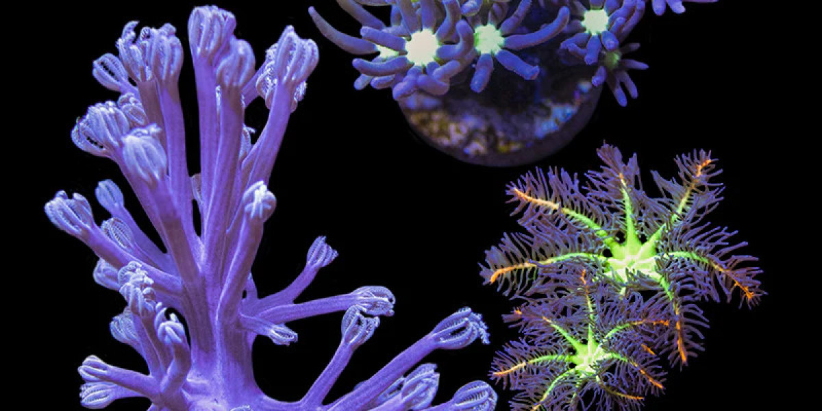 A Complete Guide to Buying Inverts Online: Care, Tips, and Best Practices