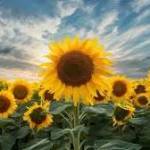 WinexchDownload Profile Picture