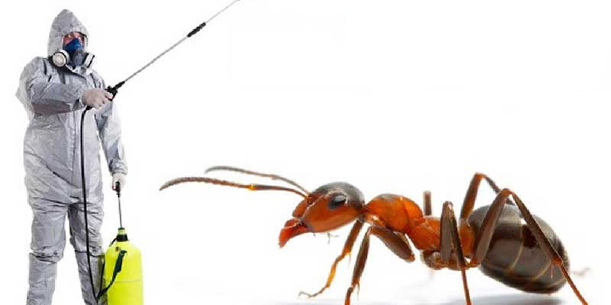 Ant Control in Sharjah & Ajman – Professional Ant Pest Control Services by Alpests