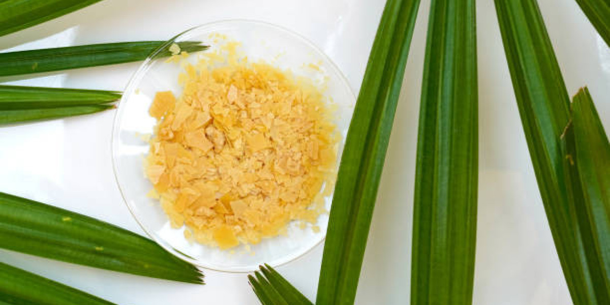 Carnauba Wax Market Insights: Applications Driving Future Growth